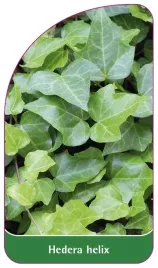 etykieta-szkolkarska-hedera-helix-standard