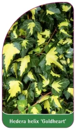 etykieta-szkolkarska-hedera-helix-goldheart