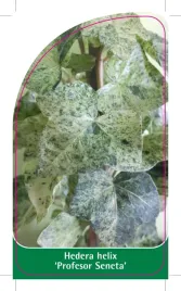 etykieta-szkolkarska-hedera-helix-profesor-seneta