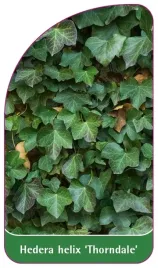 etykieta-szkolkarska-hedera-helix-thorndale