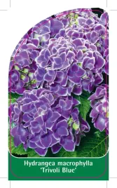 etykieta-szkolkarska-hydrangea-macrophylla-trivoli-blue