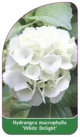 etykieta-szkolkarska-hydrangea-macrophylla-white-delight