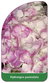 etykieta-szkolkarska-hydrangea-paniculata-d