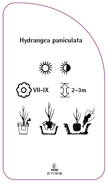 etykieta-szkolkarska-hydrangea-paniculata-d-stan-nowy