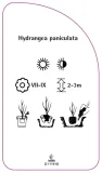 etykieta-szkolkarska-hydrangea-paniculata-d-stan-nowy