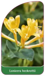 etykieta-szkolkarska-lonicera-heckrottii-b
