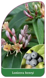 etykieta-szkolkarska-lonicera-henryi