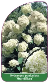 etykieta-szkolkarska-hydrangea-paniculata-grandiflora-a