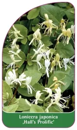 etykieta-szkolkarska-lonicera-japonica-hall-s-prolific