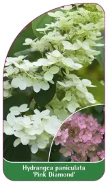 etykieta-szkolkarska-hydrangea-paniculata-pink-diamond-b