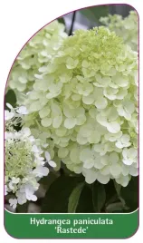 etykieta-szkolkarska-hydrangea-paniculata-rastede