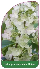 etykieta-szkolkarska-hydrangea-paniculata-unique