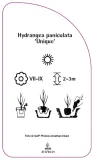 etykieta-szkolkarska-hydrangea-paniculata-unique-stan-nowy