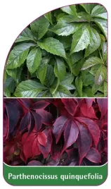 etykieta-szkolkarska-parthenocissus-quinquefolia-standard