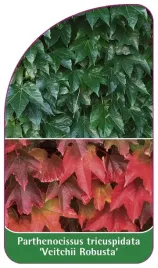 etykieta-szkolkarska-parthenocissus-tricuspidata-veitchii-robusta