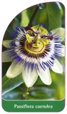 etykieta-szkolkarska-passiflora-caerulea