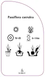etykieta-szkolkarska-passiflora-caerulea-stan-nowy