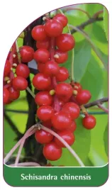 etykieta-szkolkarska-schisandra-chinensis-b