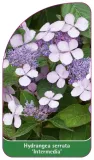 etykieta-szkolkarska-hydrangea-serrata-intermedia