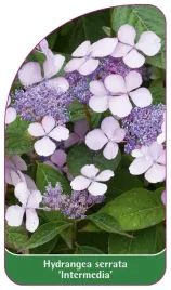 etykieta-szkolkarska-hydrangea-serrata-intermedia