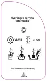 etykieta-szkolkarska-hydrangea-serrata-intermedia-stan-nowy