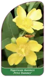 etykieta-szkolkarska-hypericum-dummeri-peter-dummer