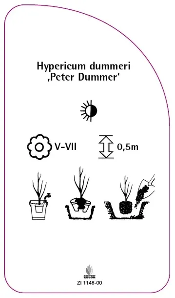 etykieta-szkolkarska-hypericum-dummeri-peter-dummer-stan-nowy