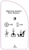 etykieta-szkolkarska-hypericum-dummeri-peter-dummer-stan-nowy