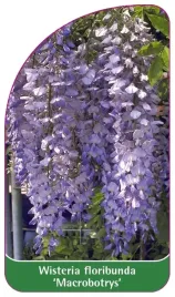 etykieta-szkolkarska-wisteria-floribunda-macrobotrys