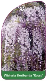 etykieta-szkolkarska-wisteria-floribunda-rosea