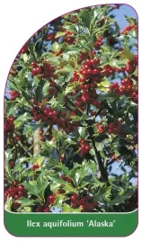 etykieta-szkolkarska-ilex-aquifolium-alaska-a