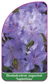 etykieta-szkolkarska-rhododendron-augustinii-saphirblau-mini