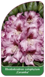 etykieta-szkolkarska-rhododendron-calophytum-caramba