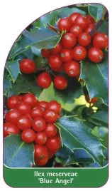 etykieta-szkolkarska-ilex-meserveae-blue-angel