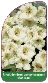 etykieta-szkolkarska-rhododendron-campylocarpum-maharani-a