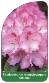 etykieta-szkolkarska-rhododendron-campylocarpum-simona