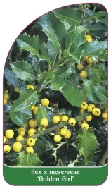 etykieta-szkolkarska-ilex-x-meserveae-golden-girl