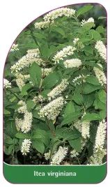 etykieta-szkolkarska-itea-virginiana
