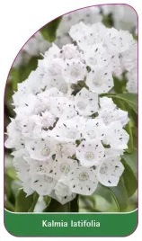 etykieta-szkolkarska-kalmia-latifolia