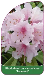 etykieta-szkolkarska-rhododendron-caucasicum-jacksonii
