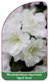 etykieta-szkolkarska-rhododendron-dauricum-april-gem-mini