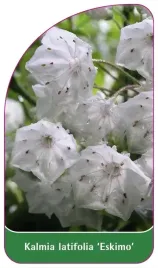 etykieta-szkolkarska-kalmia-latifolia-eskimo