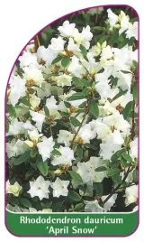 etykieta-szkolkarska-rhododendron-dauricum-april-snow-mini