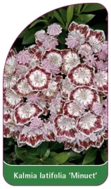 etykieta-szkolkarska-kalmia-latifolia-minuet