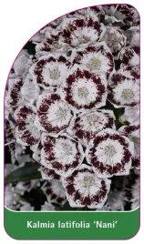 etykieta-szkolkarska-kalmia-latifolia-nani-a