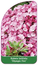 etykieta-szkolkarska-kalmia-latifolia-olympic-fire
