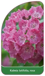 etykieta-szkolkarska-kalmia-latifolia-rosa