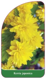 etykieta-szkolkarska-kerria-japonica