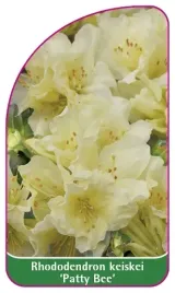 etykieta-szkolkarska-rhododendron-keiskei-patty-bee-mini