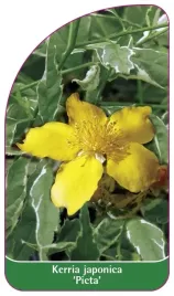 etykieta-szkolkarska-kerria-japonica-picta